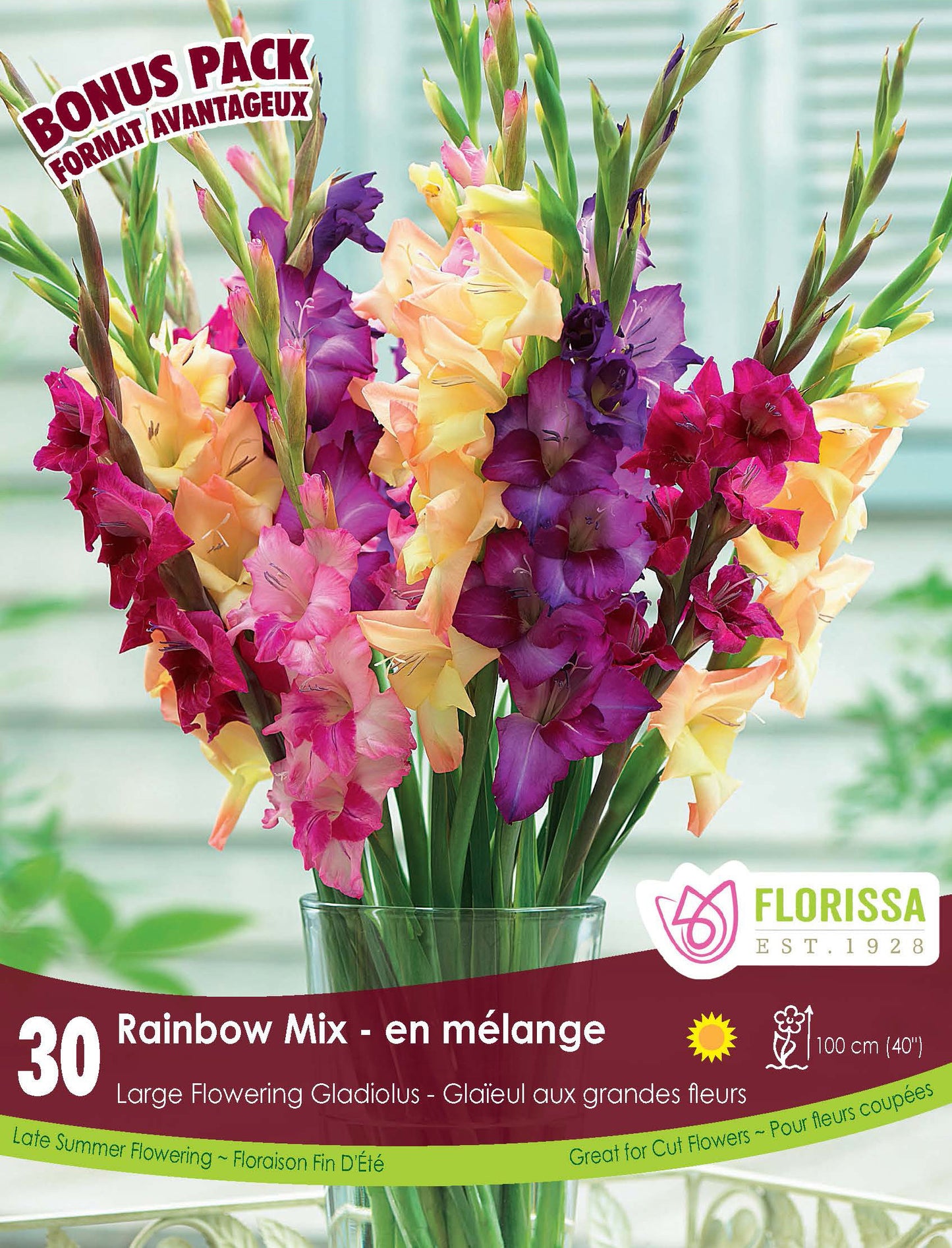 Gladiolus Rainbow Bonus Mix