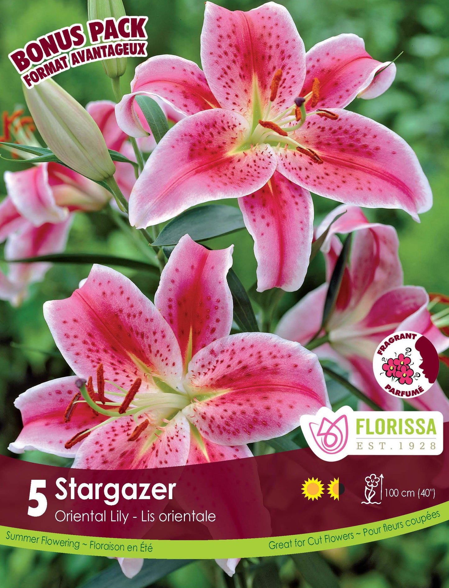 Lily Oriental Stargazer Bonus Mix 5 per Pkg