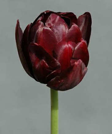 Tulip Black Hero 20 per package - Flowerbulbsrus.com