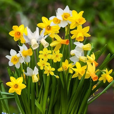 narcissus, daffodil, flower bulbs