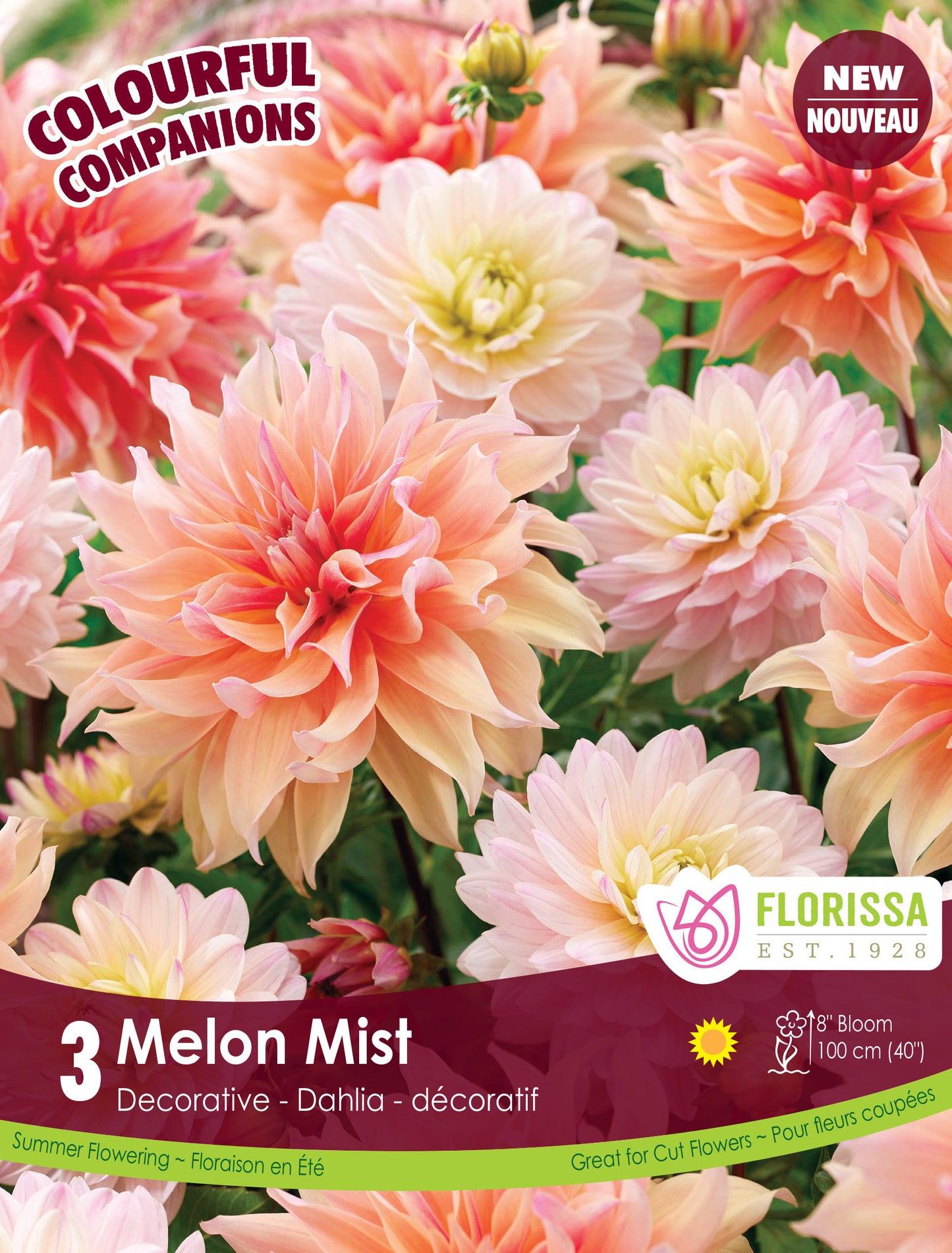 Dahlia Mix Melon Mist