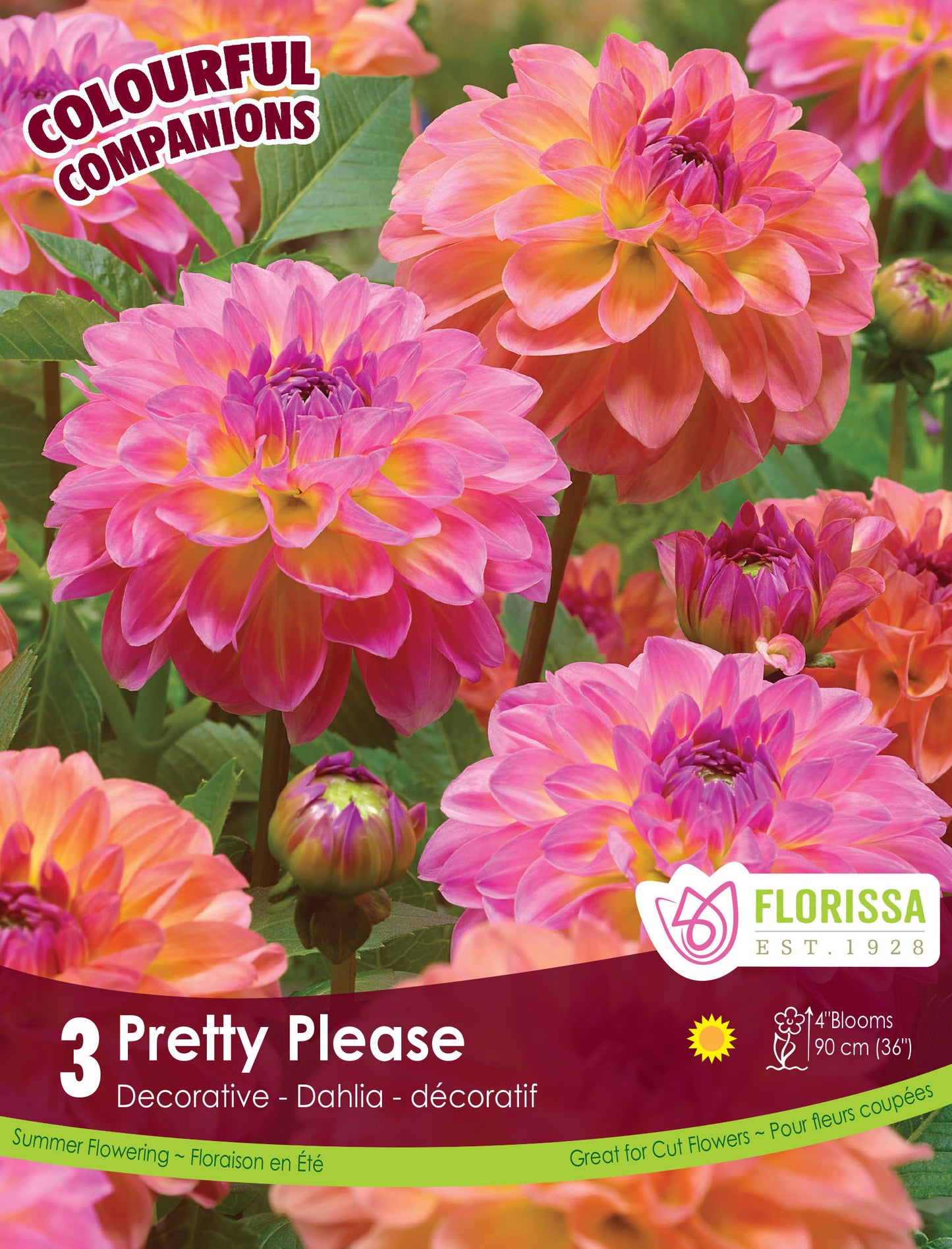 Dahlia Mix Pretty Please