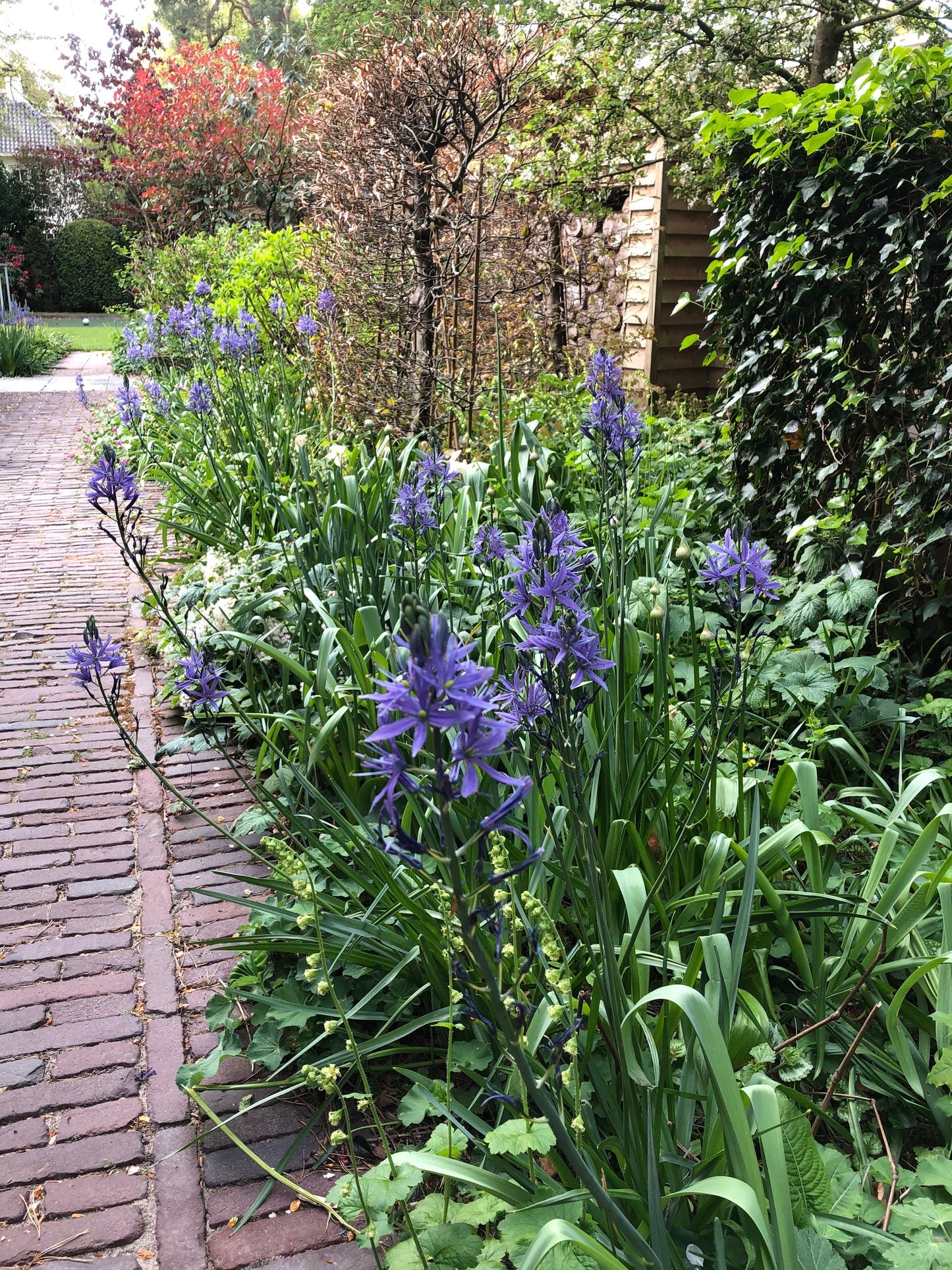 Camassia leichtlinii Caerulea 10 per package - Flowerbulbsrus.com