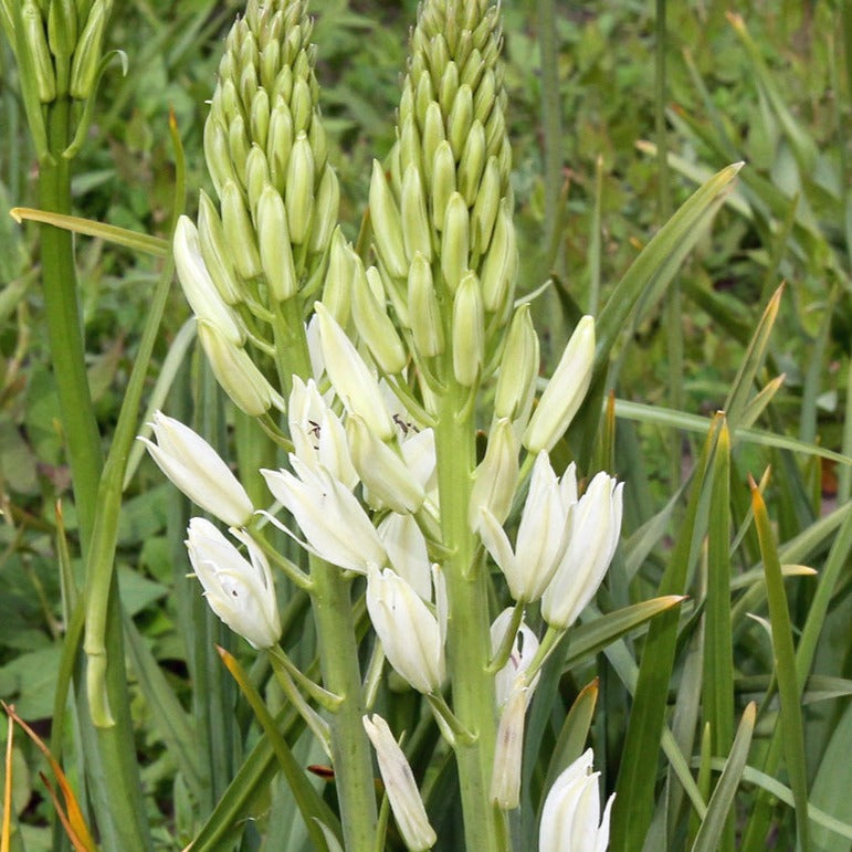 camassia, flower bulbs