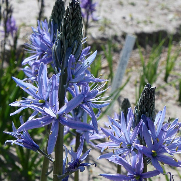 Camassia, flower bulbs