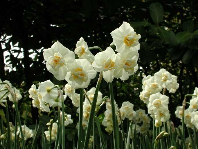 Narcissus Cheerfulness 10 per package - Flowerbulbsrus.com
