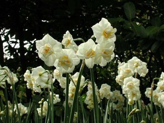 Narcissus Cheerfulness 10 per package - Flowerbulbsrus.com