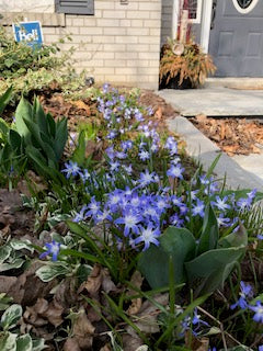 Chionodoxa Luciliae 50 per package - Flowerbulbsrus.com