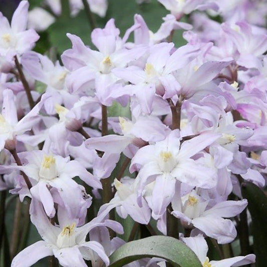 Chionodoxa, flower bulbs