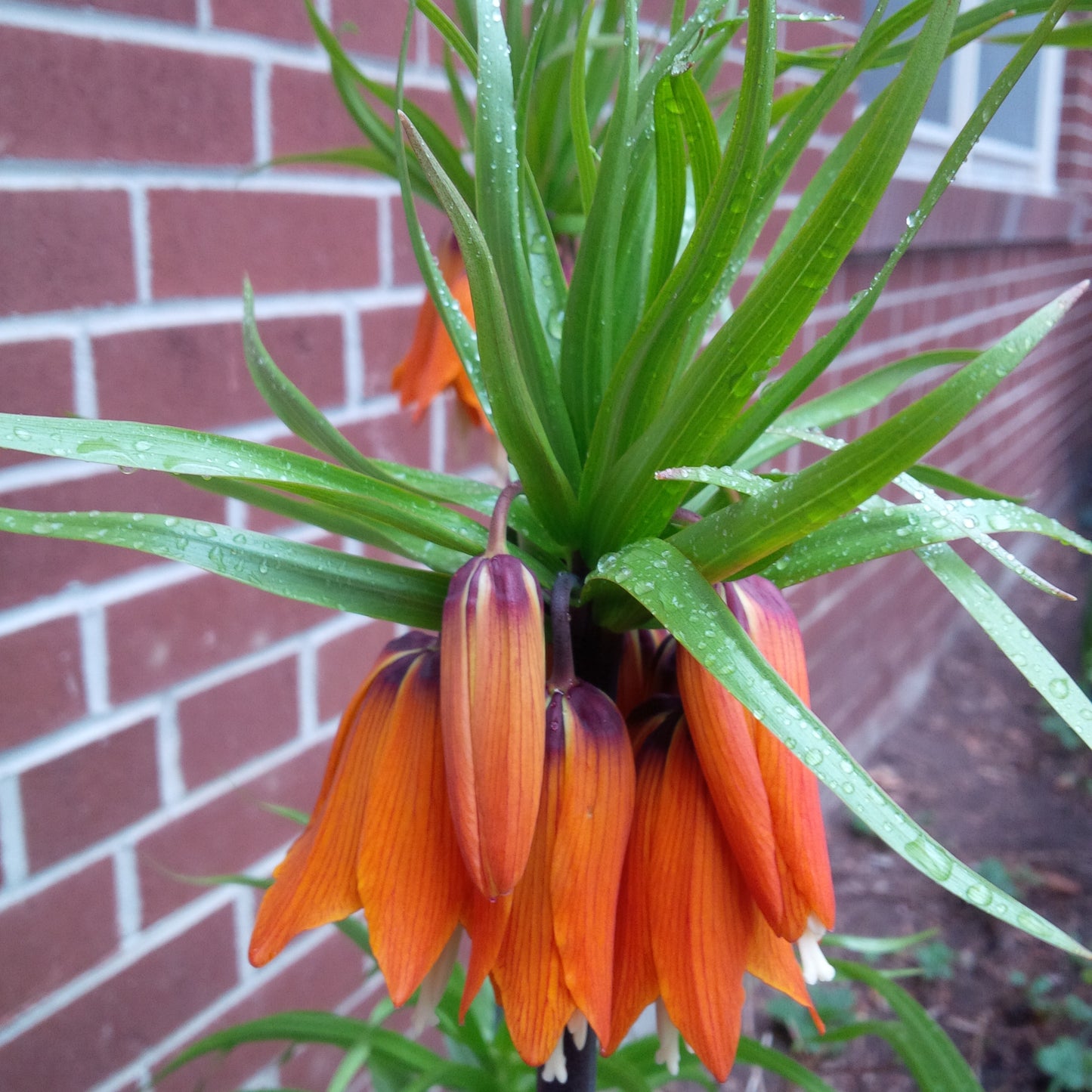 Fritillaria Imperialis Aurora 3 bulbs per package - Flowerbulbsrus.com