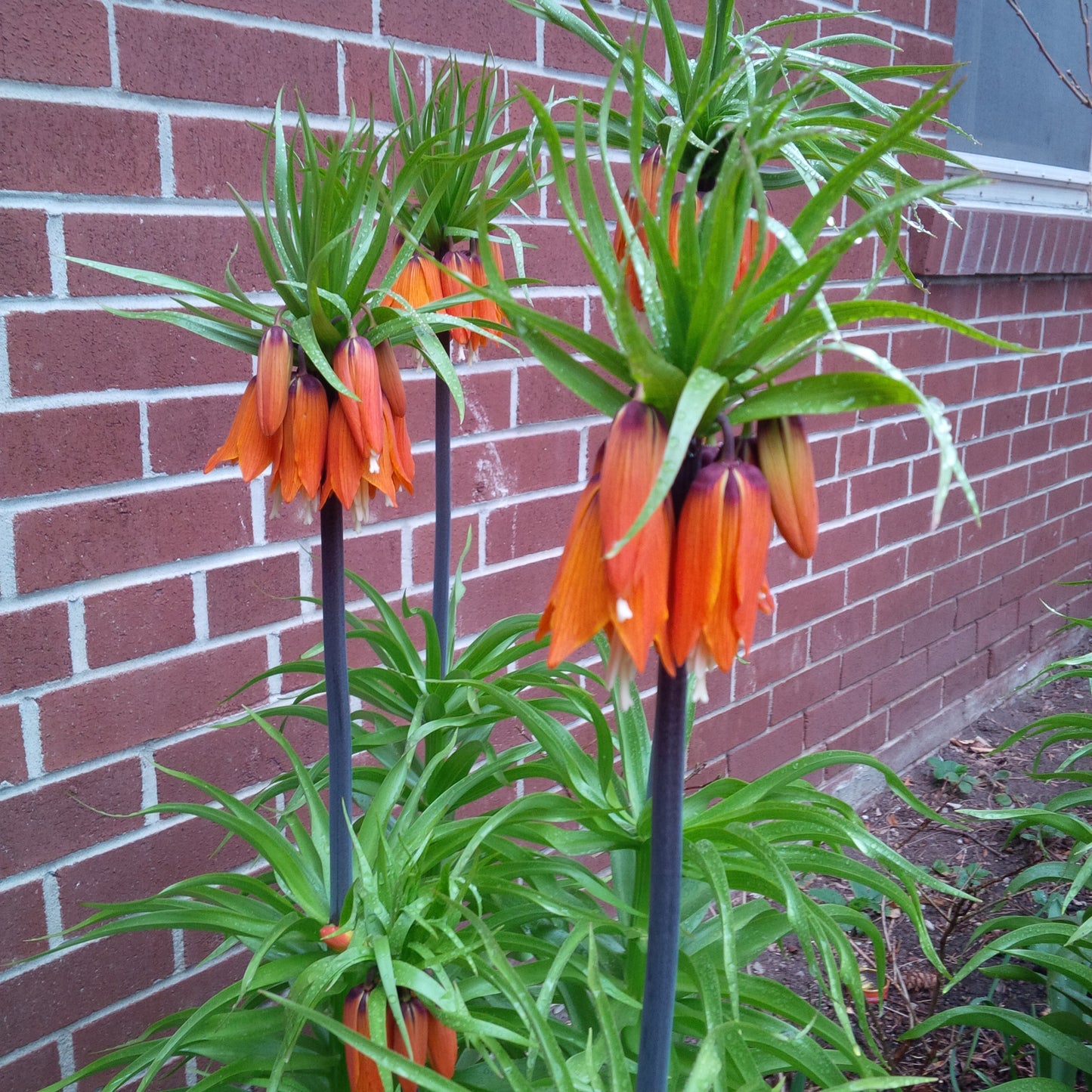 Fritillaria Imperialis Aurora 3 bulbs per package - Flowerbulbsrus.com