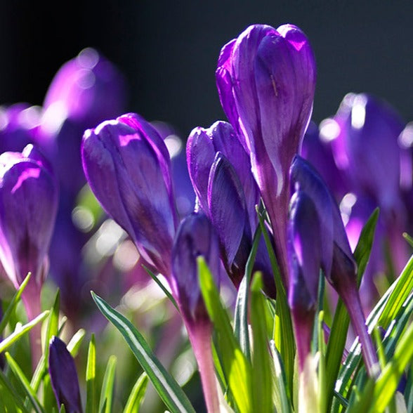 crocus, flower bulbs