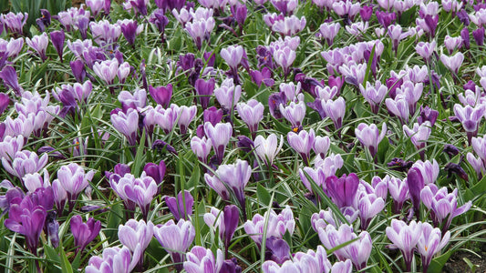 Crocus Pickwick -Large flowering 50 per package - Flowerbulbsrus.com