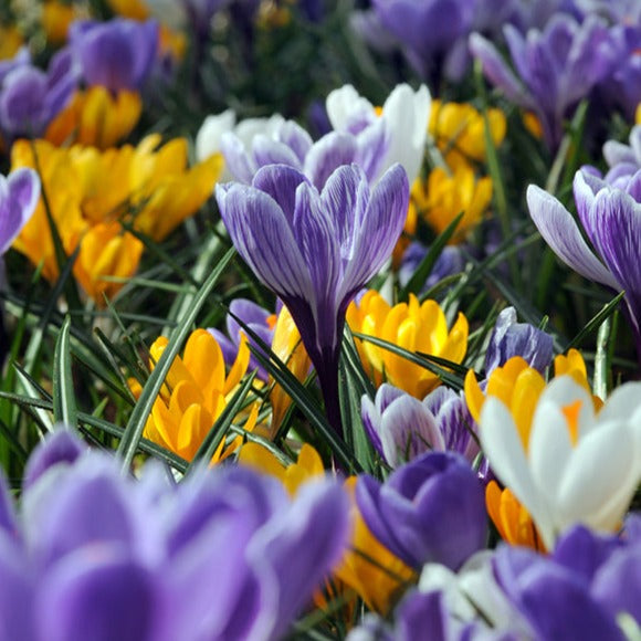 crocus, flower bulbs