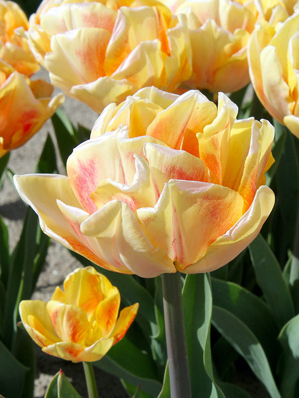 Tulip Foxy Foxtrot 20 per package - Flowerbulbsrus.com