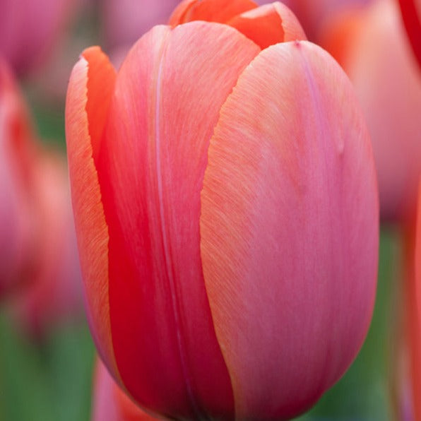 tulips, flower bulbs