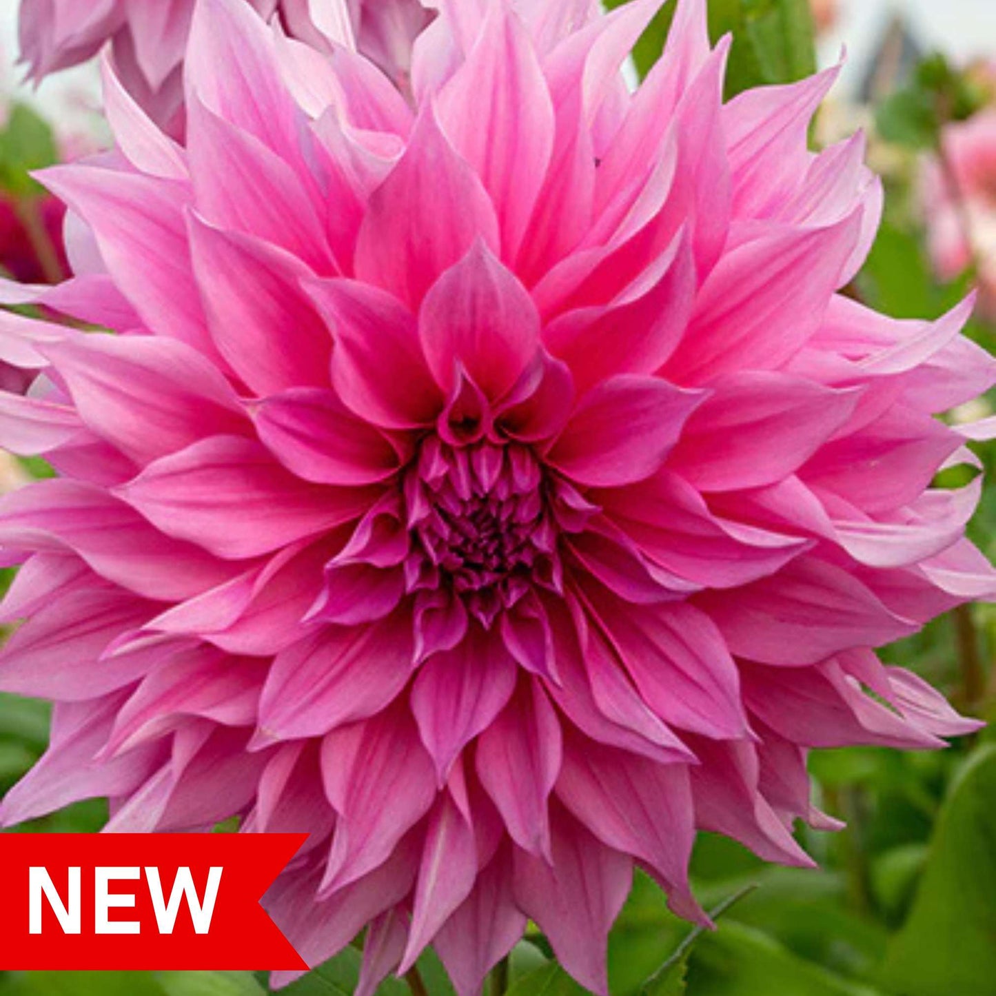 Dahlia Cafe au Lait Rose NEW! - 1 tuber