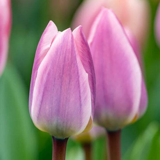 tulip, flower bulbs