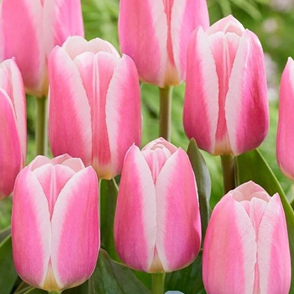 tulip, flower bulbs