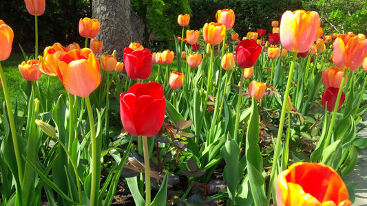 Tulip Dordogne 20 per package - Flowerbulbsrus.com