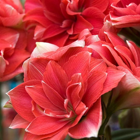 amaryllis, flower bulbs