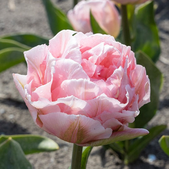 tulip, flower bulbs