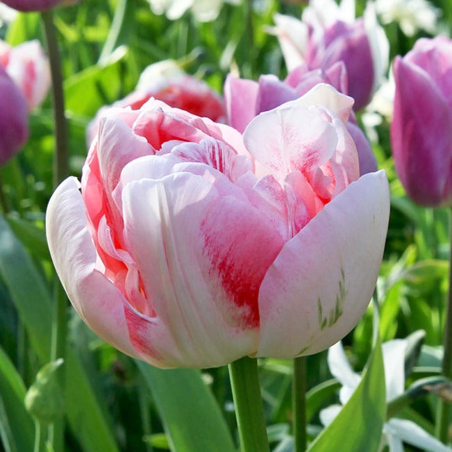 tulip, flower bulbs