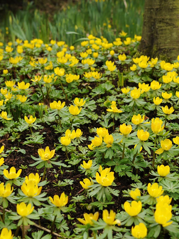 Eranthis cilicica - Flowerbulbsrus.com