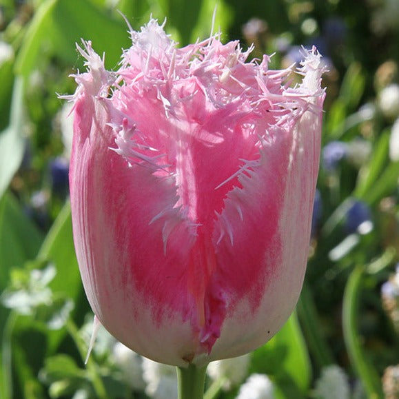tulips, flower bulbs