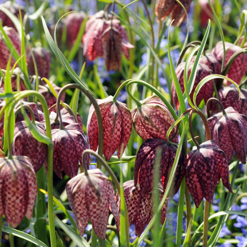 fritillaria, flower bulbs