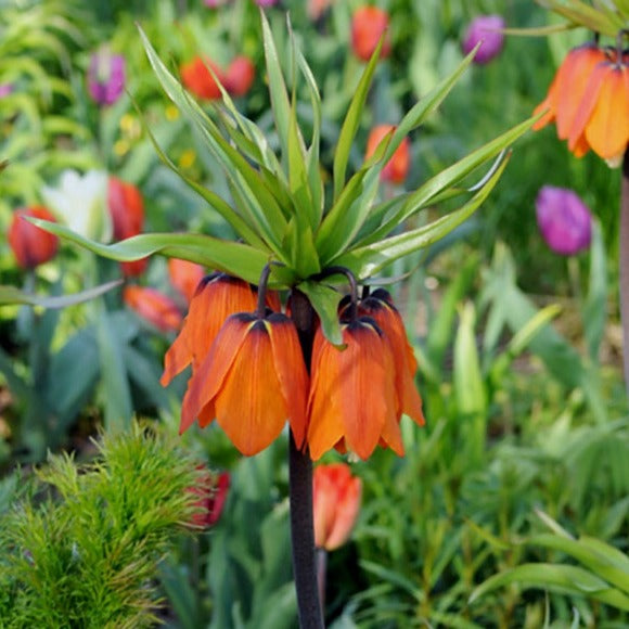 fritillaria, flower bulbs