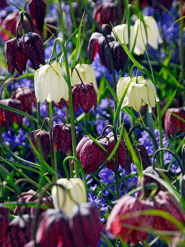 Fritillaria Meleagris 50 per package - Flowerbulbsrus.com