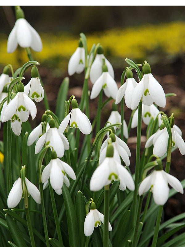 Galanthus Elwesii (Snowdrops) 50 per package - Flowerbulbsrus.com