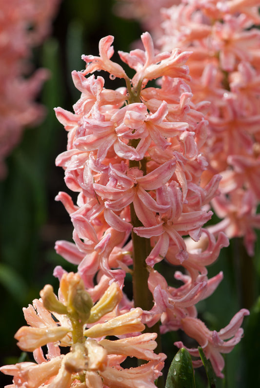 Hyacinth Gipsy Queen 10 per package - Flowerbulbsrus.com
