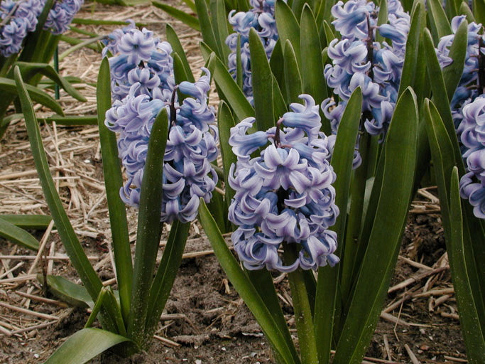Hyacinth Blue Jacket 10 per package - Flowerbulbsrus.com