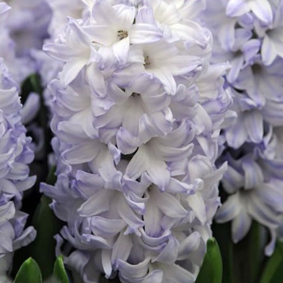 hyacinth, flower bulbs