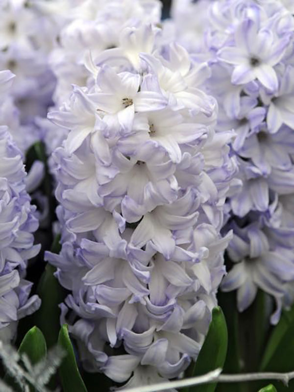 Hyacinth Aqua 10 per package - Flowerbulbsrus.com