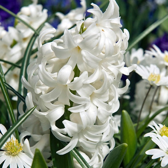 hyacinth, flower bulbs