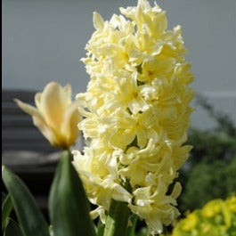 hyacinth, flower bulbs