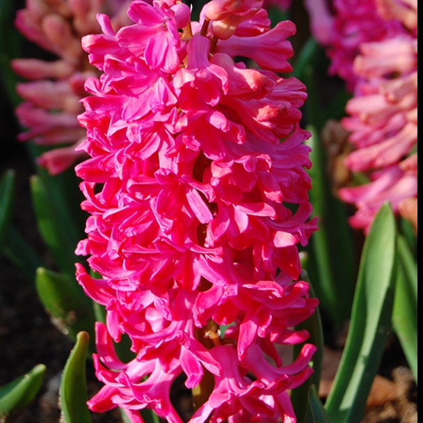 hyacinth, flower bulbs