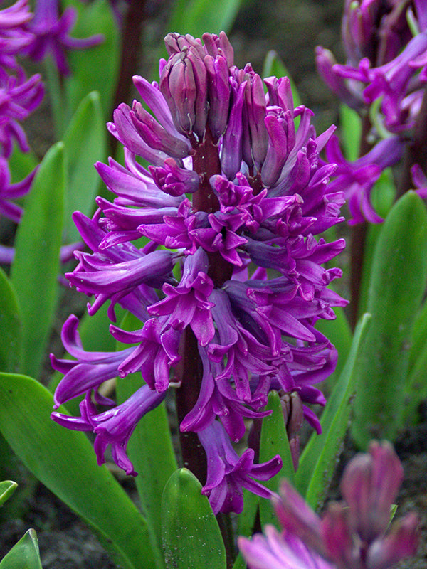 Hyacinth Purple Sensation 10 per package - Flowerbulbsrus.com