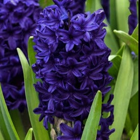 hyacinth, flower bulbs