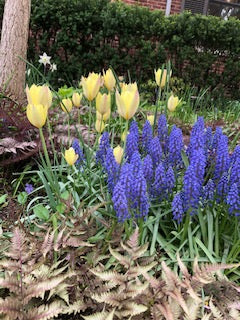 Muscari Armeniacum 25 per package - Flowerbulbsrus.com