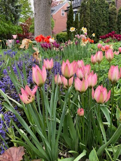 Tulip Danique - Flowerbulbsrus.com