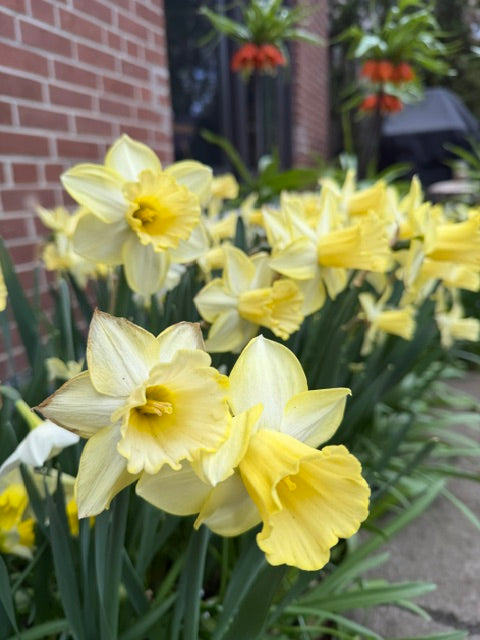 Daffodil Ladea - 𝟭𝟬 𝗯𝘂𝗹𝗯𝘀 - Flowerbulbsrus.com