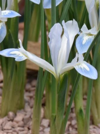 Iris Frozen Planet 50 per package