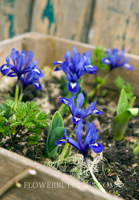 Iris Reticulata Harmony 50 per package - Flowerbulbsrus.com