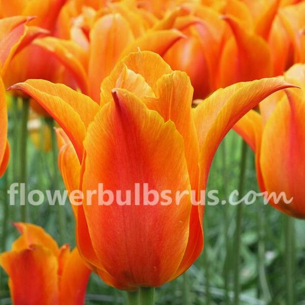Tulips, flower bulbs