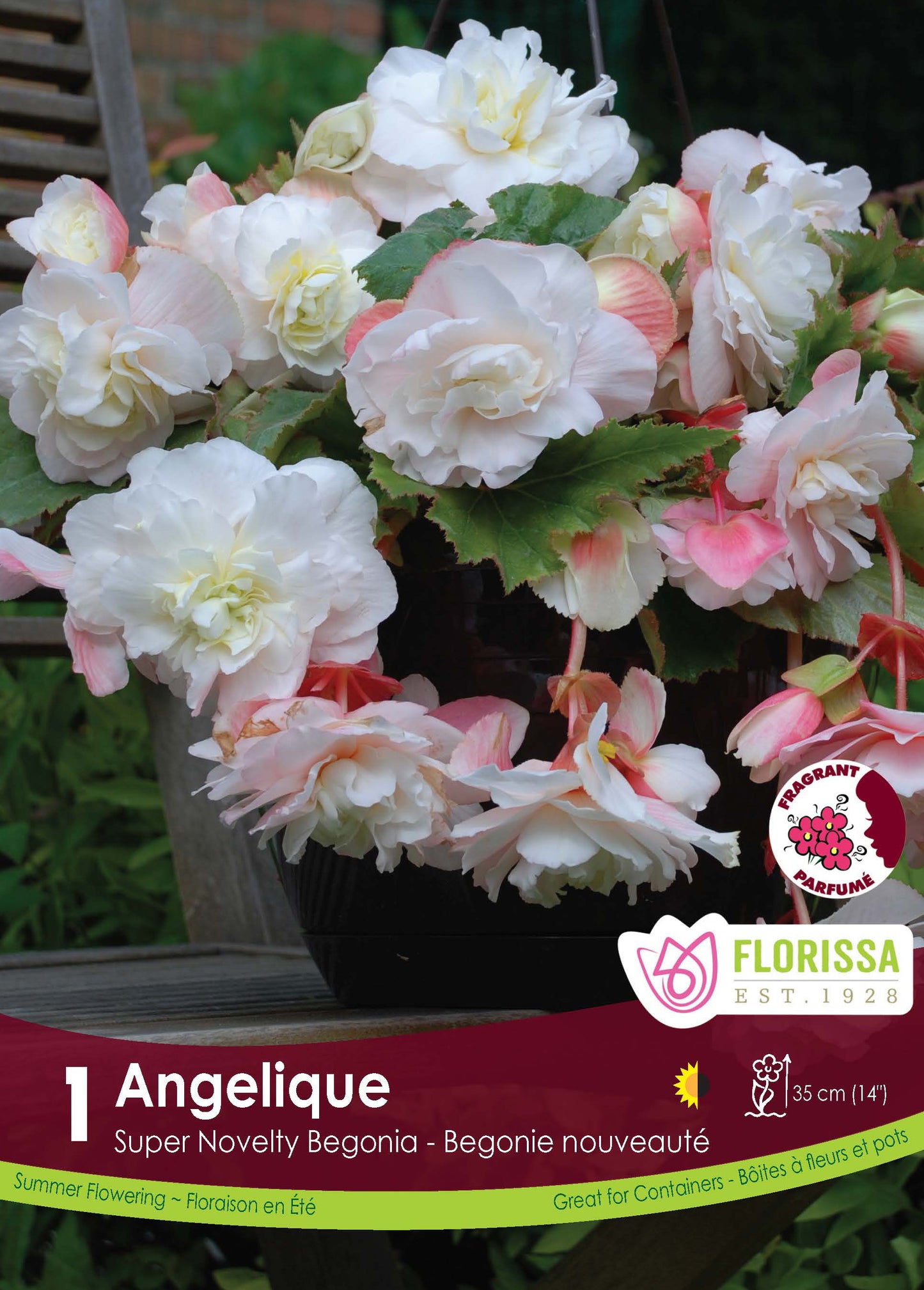 Begonia Sup. Novelty Angelique
