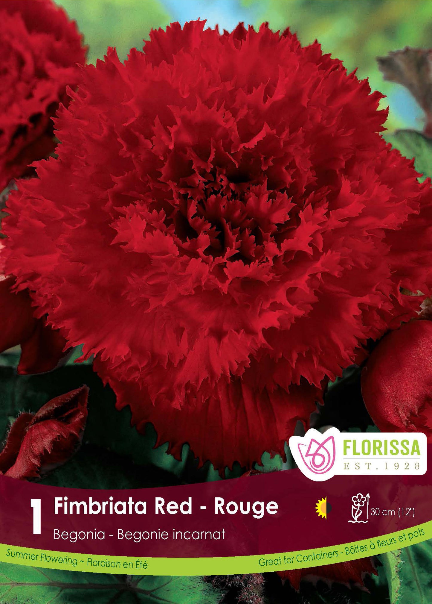 Begonia Fimbriata Red